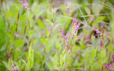 Tennessee Farmers Transition from Tobacco to Indigo Crops