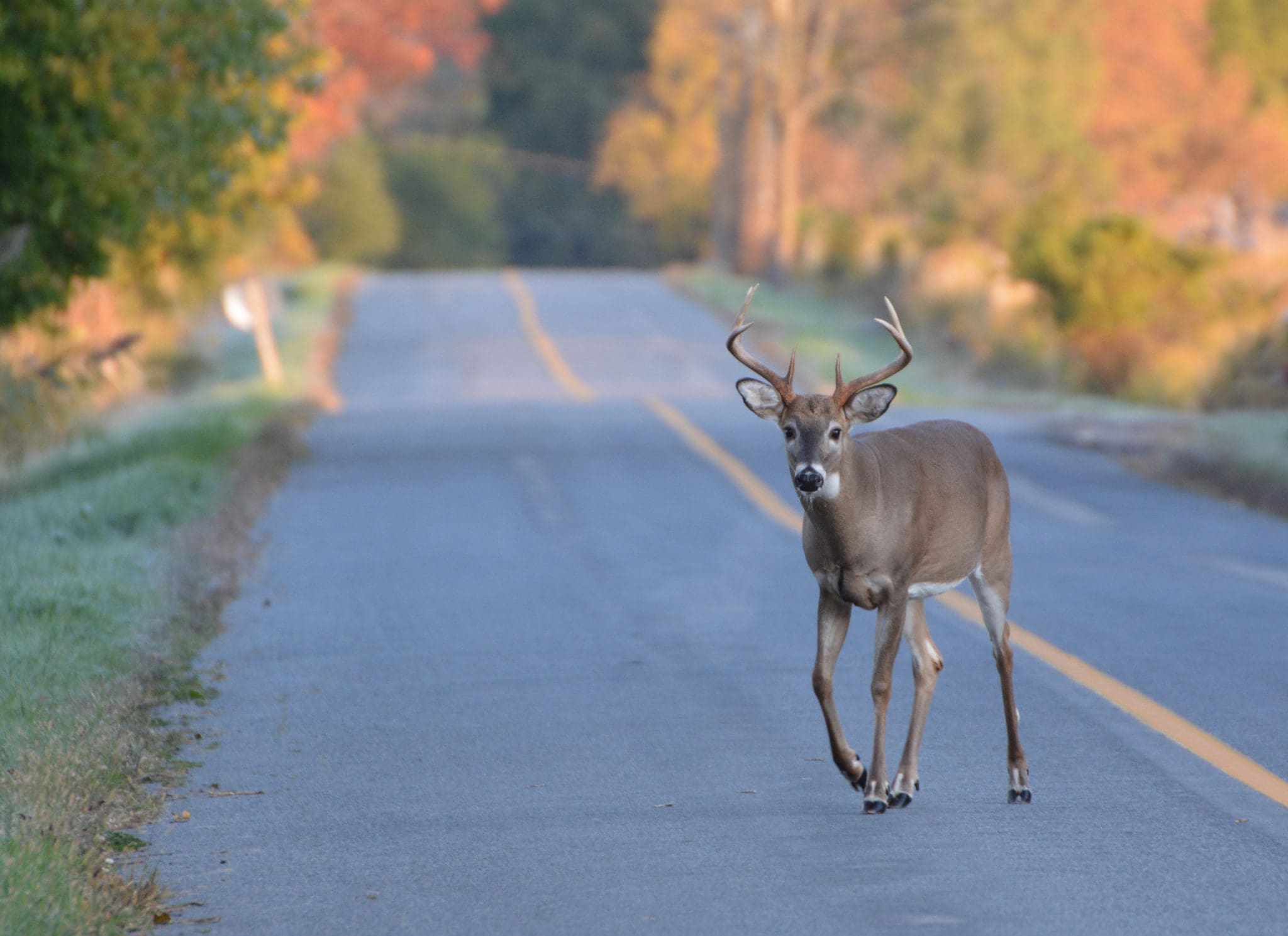 tis-deer-season-oh-deer-international-truck-lease-rental-ic